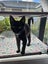 Rescue Kitten "Nova" - a little black panther Carousel 3