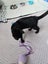 Rescue Kitten "Nova" - a little black panther Carousel 4