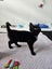 Rescue Kitten "Nova" - a little black panther Carousel 5