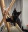 Rescue Kitten "Nova" - a little black panther Carousel 6
