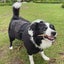 Our gorgeous girl needs a new home Carousel 9