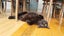 Stormy needs a home. Carousel 1