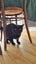 Stormy needs a home. Carousel 4