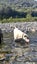 Staffy X - new home needed Carousel 1