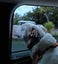 Staffy X - new home needed Carousel 4
