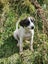 Pig dog pups Carousel 16