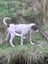 Pig dog pups Carousel 4