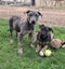 Pig dog pups Carousel 1
