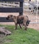 Pig dog pups Carousel 5