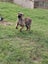 Pig dog pups Carousel 6
