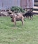Pig dog pups Carousel 7