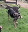 Pig dog pups Carousel 8
