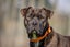 **Tommy** Waipa Animal Control Carousel 1