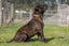 **Tommy** Waipa Animal Control Carousel 5