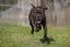 **Tommy** Waipa Animal Control Carousel 6