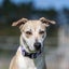 **Ash** Waipa Animal Control Carousel 1