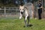 **Ash** Waipa Animal Control Carousel 3