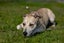 **Ash** Waipa Animal Control Carousel 4
