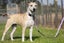 **Ash** Waipa Animal Control Carousel 5