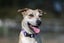 **Ash** Waipa Animal Control Carousel 6