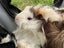 Guinea Pigs Carousel 6