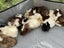 Guinea Pigs Carousel 12
