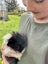 Guinea Pigs Carousel 3