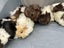 Guinea Pigs Carousel 4