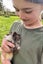 Guinea Pigs Carousel 5