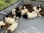 Guinea Pigs Carousel 11