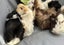 Guinea Pigs Carousel 7