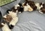 Guinea Pigs Carousel 10