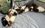 Guinea Pigs Carousel 9