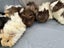 Guinea Pigs Carousel 8