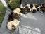 Guinea Pigs Carousel 13