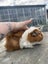 Guineapig babies and parents Carousel 1