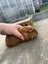 Guineapig babies and parents Carousel 2