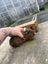Guineapig babies and parents Carousel 3