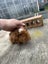 Guineapig babies and parents Carousel 4