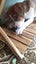 Beautiful Family/Hunting Pups Carousel 11