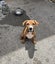 Meet Biscuit's Pup - CHIP Carousel 4
