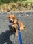 Meet Biscuit's Pup - CHIP Carousel 3