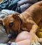 Meet Biscuit's Pup - CHIT CHAT Carousel 3