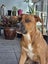 Meet Biscuit's Pup - CHIT CHAT Carousel 4