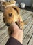Lab x puppy Carousel 2