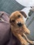Lab x puppy Carousel 3