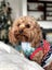 ?? Loving Home Wanted for Tovie – 9-Year-Old Cavoodle ???? Carousel 1