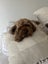 ?? Loving Home Wanted for Tovie – 9-Year-Old Cavoodle ???? Carousel 3
