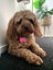 ?? Loving Home Wanted for Tovie – 9-Year-Old Cavoodle ???? Carousel 4