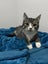 CAT RESCUE CHCH - Ready to Adopt - 7043 Kamari Carousel 4